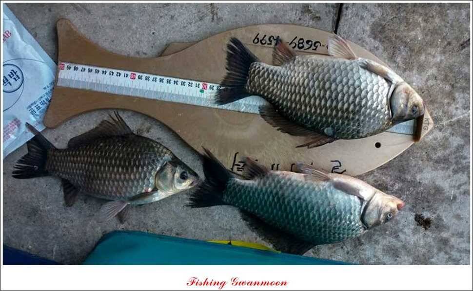 돌감실리곡 조황 (조황조행기 - 특파원조황)