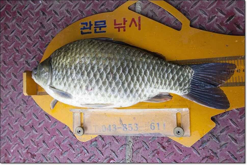 연론리 돌감 425cm병호 415cm늘푸른 키로장어소류지 사짜 (조황조행기 - 특파원조황)