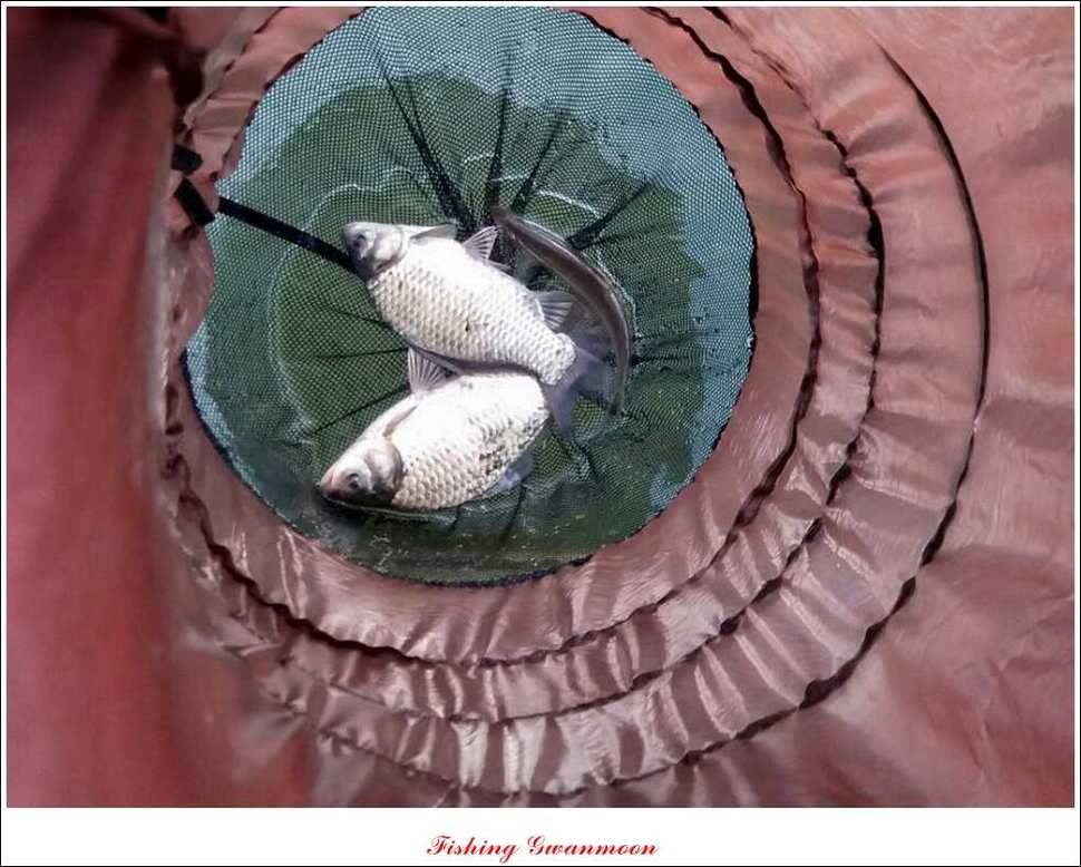 한버들돌감실리곡화곡지노지 조황 (조황조행기 - 특파원조황)