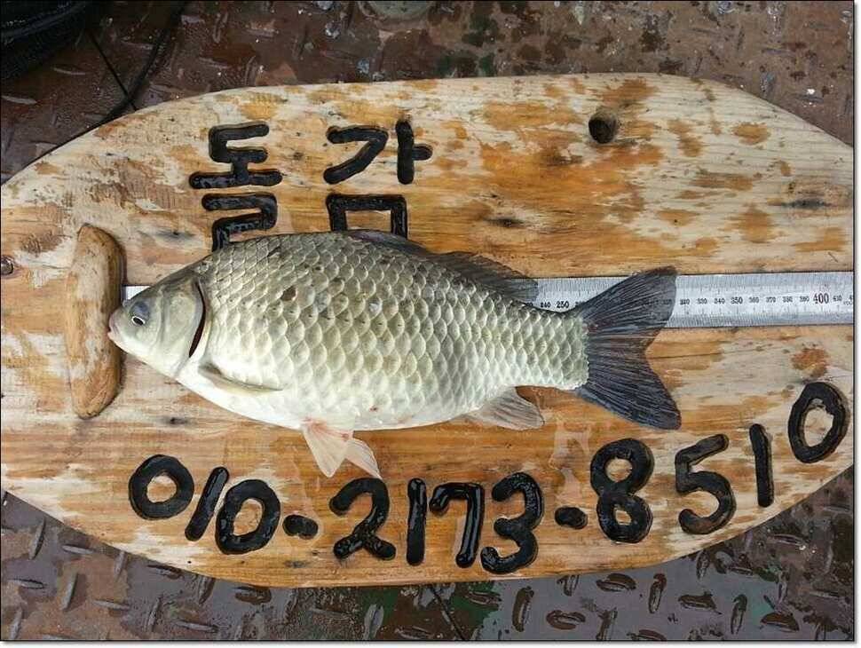 늘푸른 41 cm한버들 43 cm42cm돌감월척 (조황조행기 - 특파원조황)