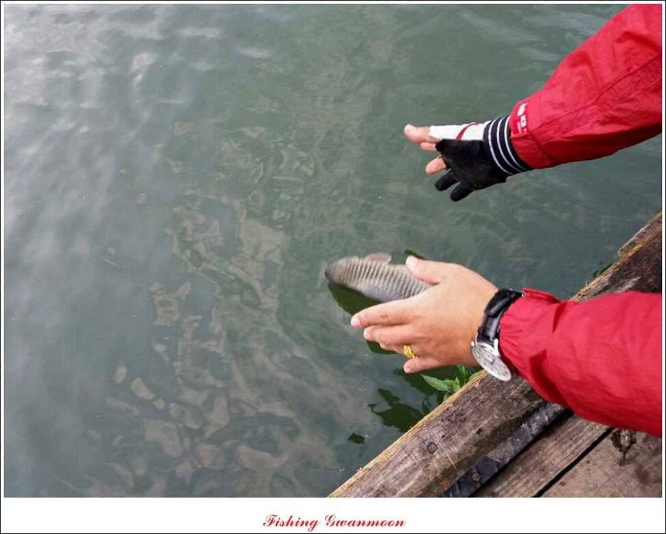 한버들돌감실리곡화곡지노지 조황 (조황조행기 - 특파원조황)