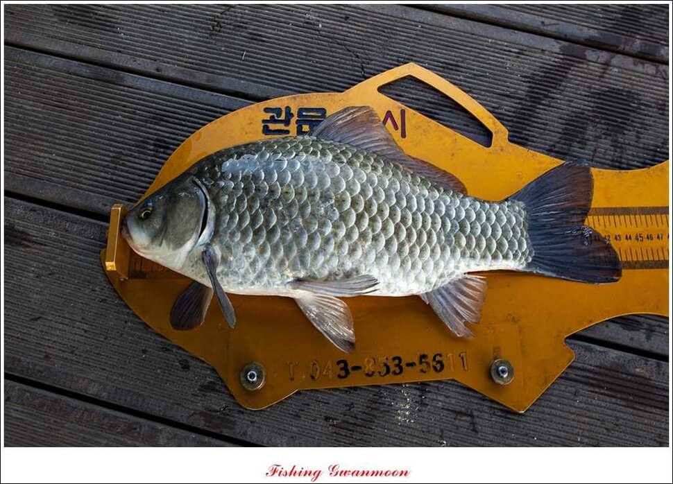 제일 43 cm 대물 (조황조행기 - 특파원조황)