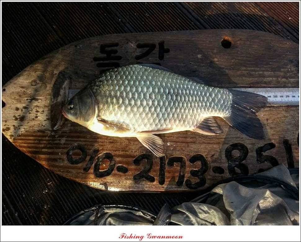 짱가네 435 cm425 cm 충주호 주말 조황 (조황조행기 - 특파원조황)