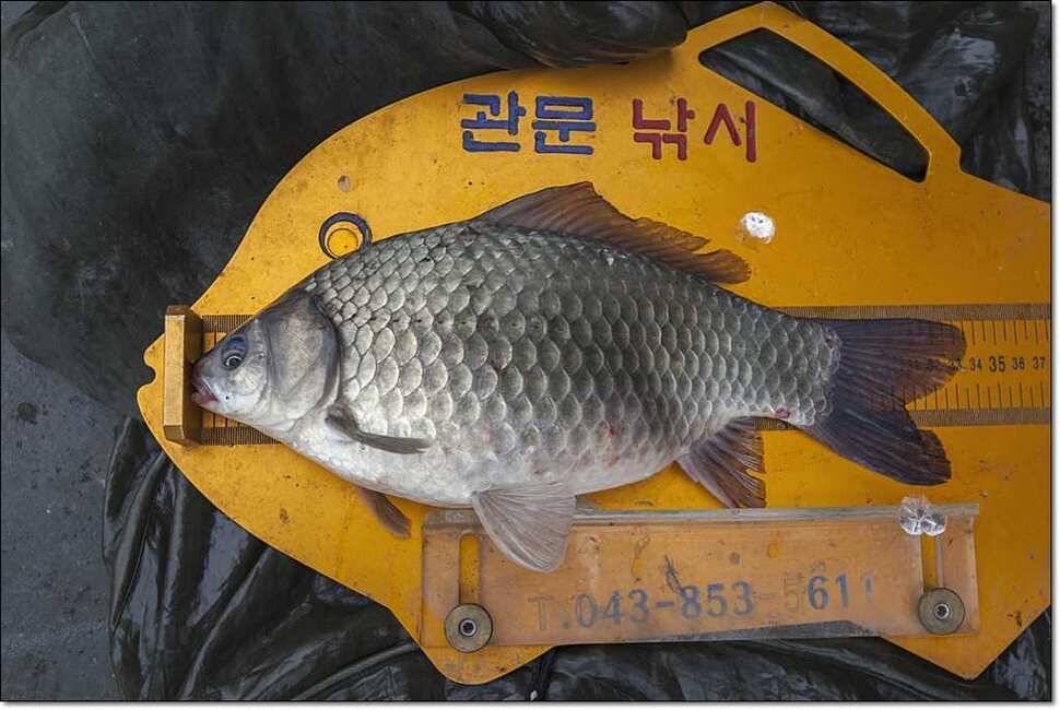 연론리 돌감 425cm병호 415cm늘푸른 키로장어소류지 사짜 (조황조행기 - 특파원조황)