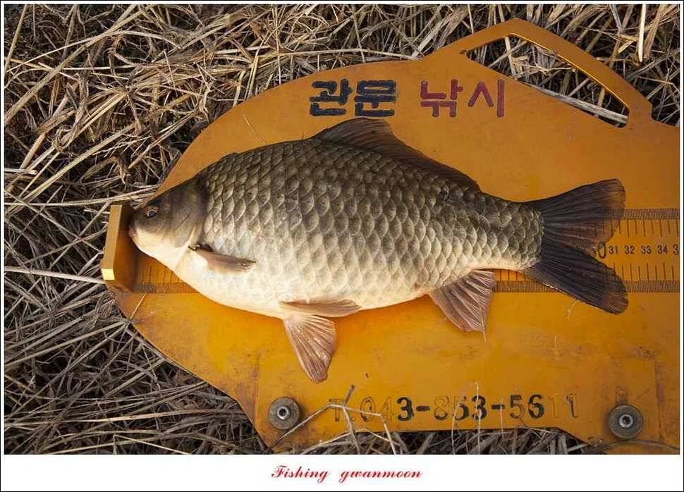 충주괴산권 조황 (조황조행기 - 특파원조황)