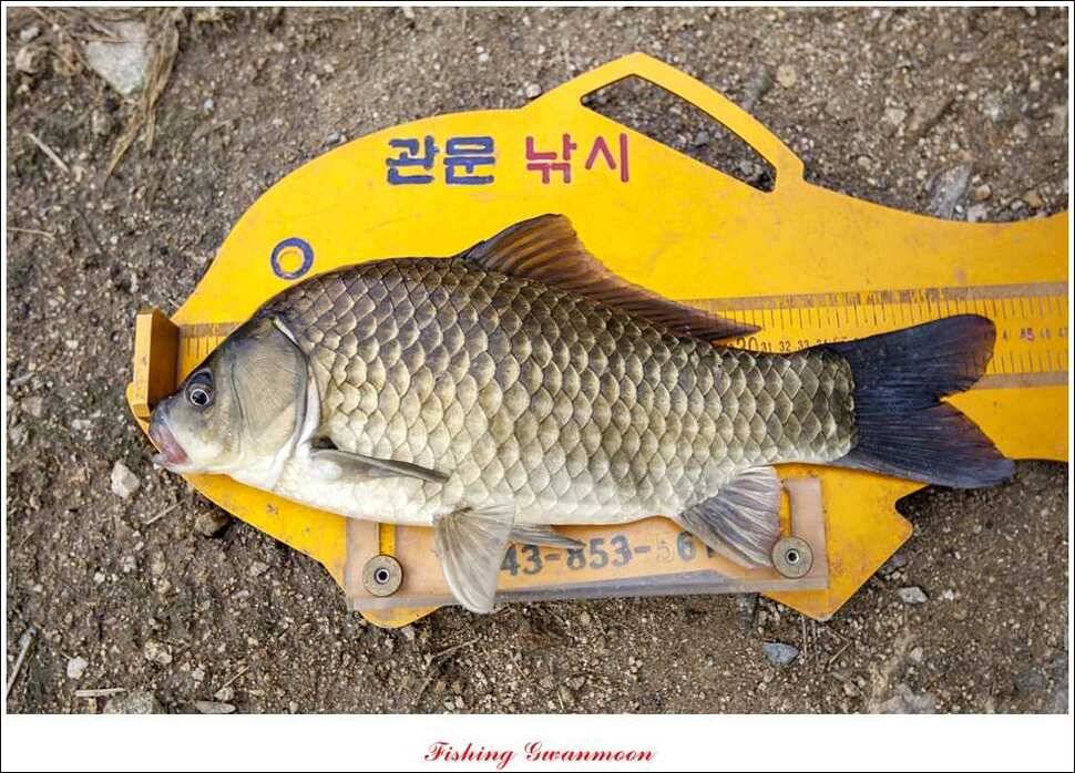 소류지 435 cm 와 저수지 조황 (조황조행기 - 특파원조황)