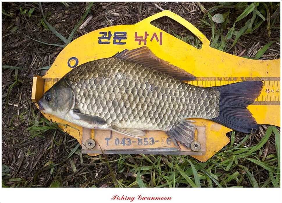 추평지 사짜명서 월척 (조황조행기 - 특파원조황)