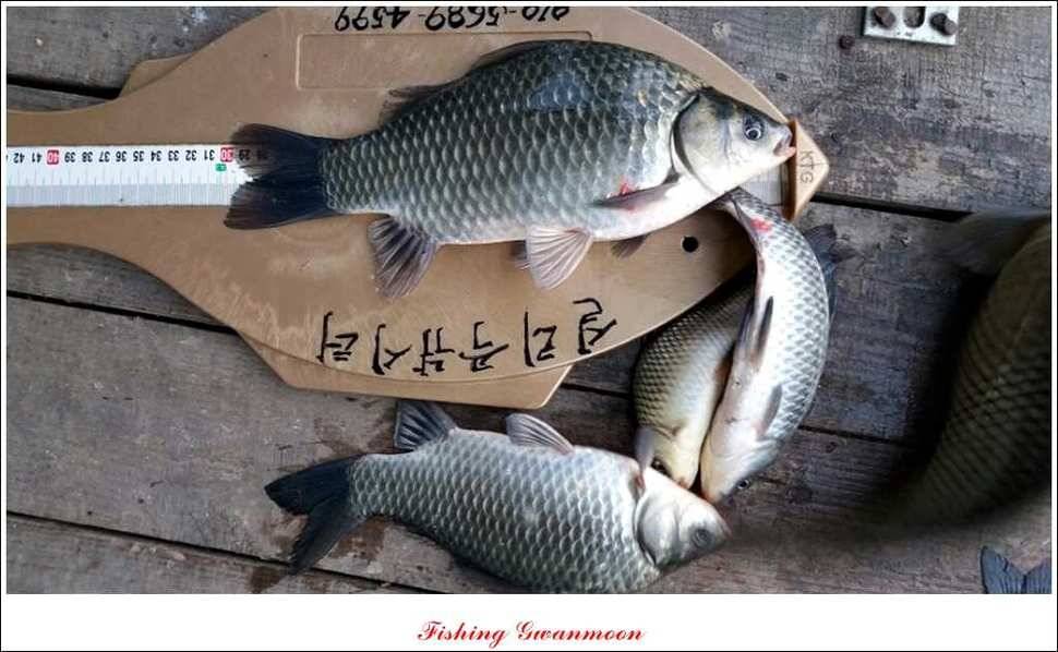 짱가네 435 cm425 cm 충주호 주말 조황 (조황조행기 - 특파원조황)