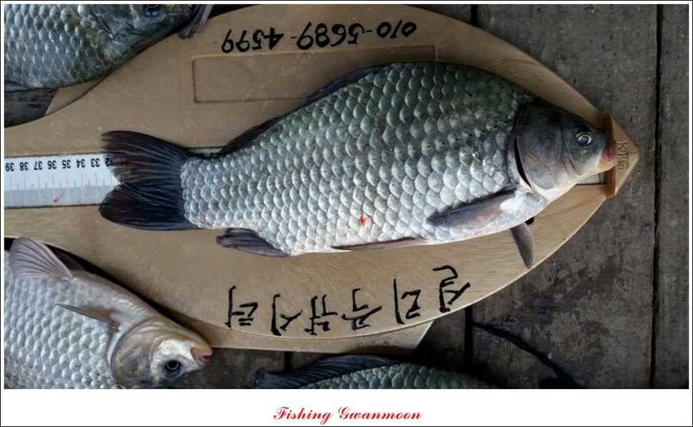 짱가네 435 cm425 cm 충주호 주말 조황 (조황조행기 - 특파원조황)