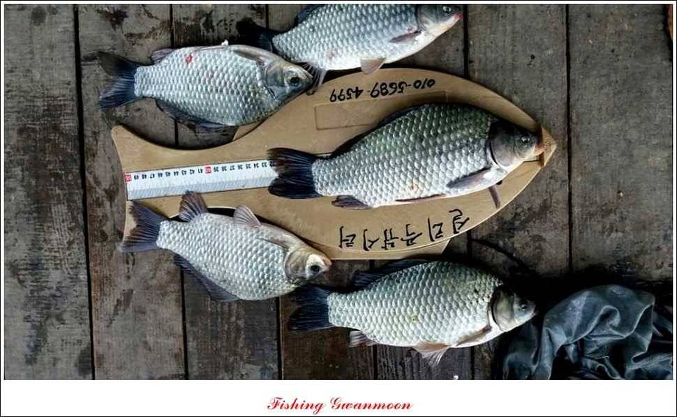 짱가네 435 cm425 cm 충주호 주말 조황 (조황조행기 - 특파원조황)