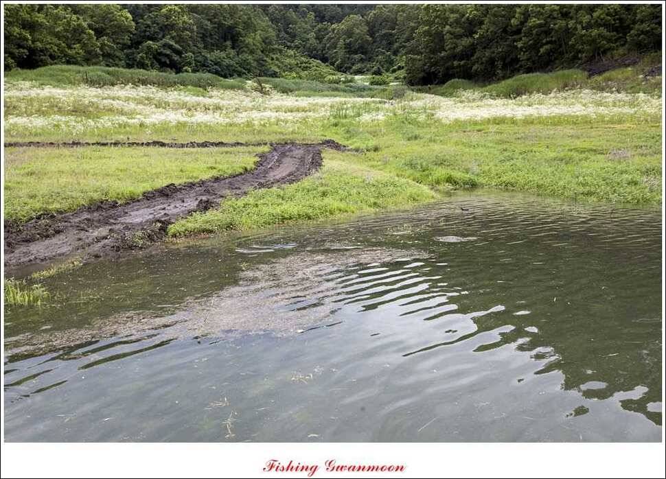 충주호 오름수위화곡지 조황 (조황조행기 - 특파원조황)