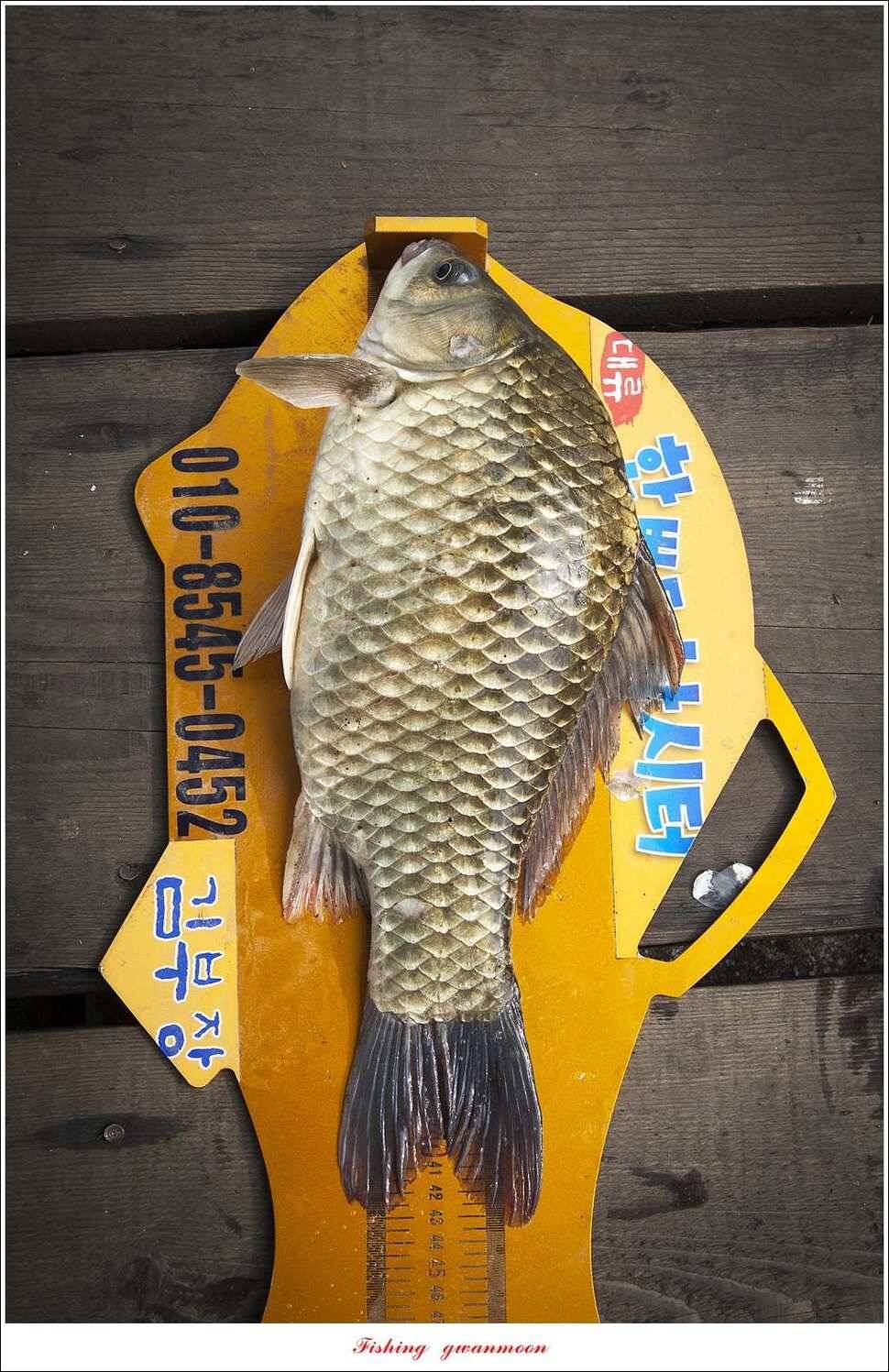 한버들 435 cm칠성지 42 cm (조황조행기 - 특파원조황)