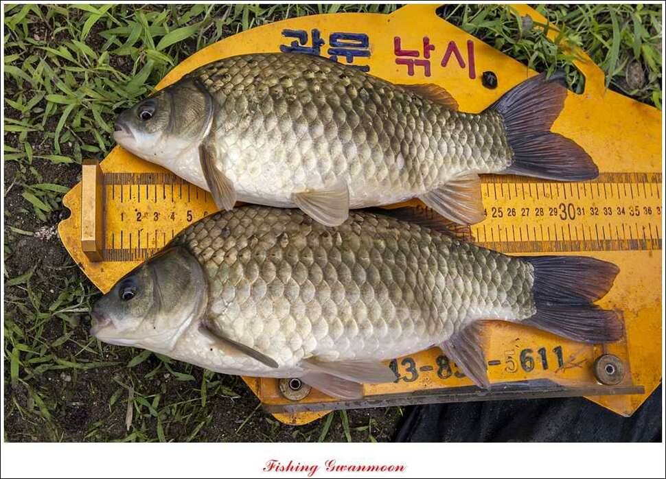 소류지 435 cm 와 저수지 조황 (조황조행기 - 특파원조황)