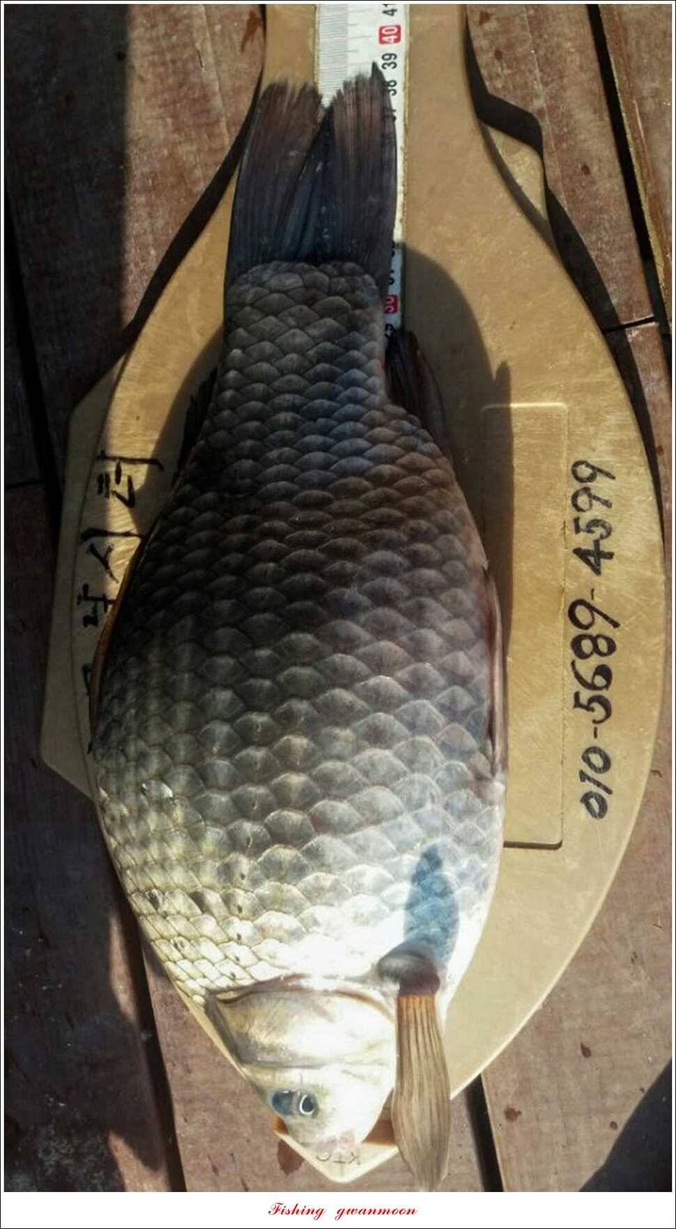 실리곡 39 cm33 cm 화곡지 마릿수 월척 (조황조행기 - 특파원조황)