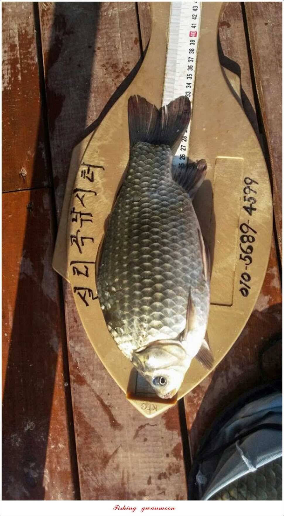 실리곡 39 cm33 cm 화곡지 마릿수 월척 (조황조행기 - 특파원조황)