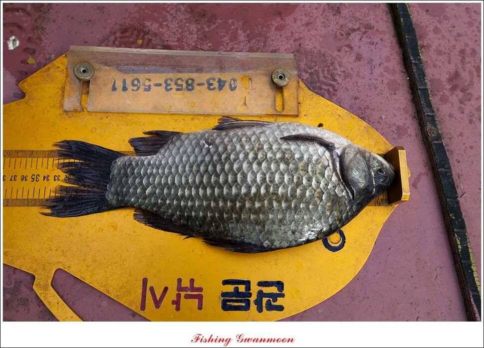 짱가네 435 cm425 cm 충주호 주말 조황 (조황조행기 - 특파원조황)