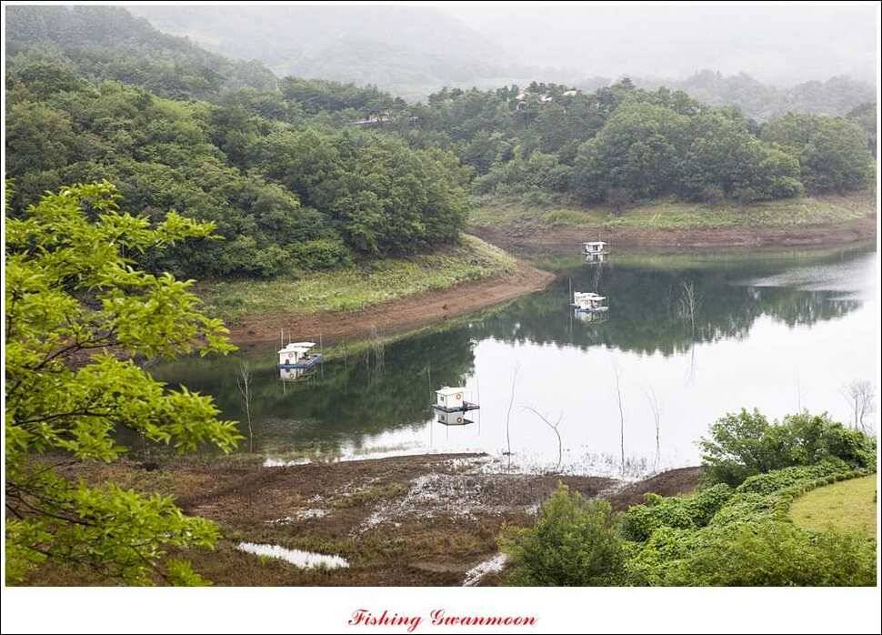 늘푸른 장어돌감 월척한버들 마릿수 조황 (조황조행기 - 특파원조황)