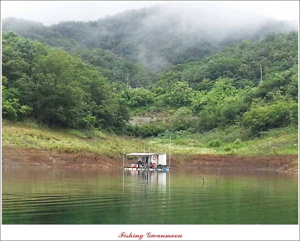 늘푸른 장어돌감 월척한버들 마릿수 조황 (조황조행기 - 특파원조황)
