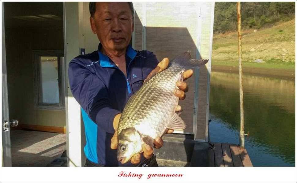 실리곡 39 cm33 cm 화곡지 마릿수 월척 (조황조행기 - 특파원조황)