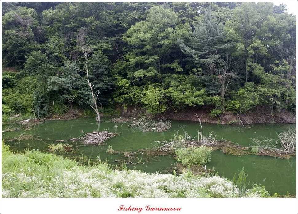 추평지 사짜명서 월척 (조황조행기 - 특파원조황)