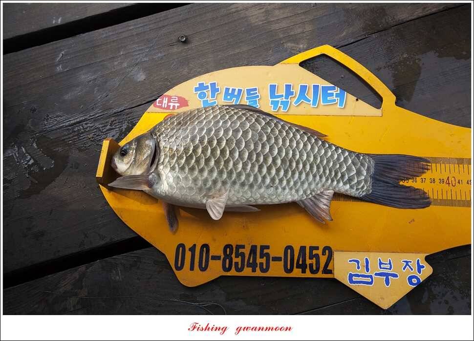 한버들 435 cm칠성지 42 cm (조황조행기 - 특파원조황)