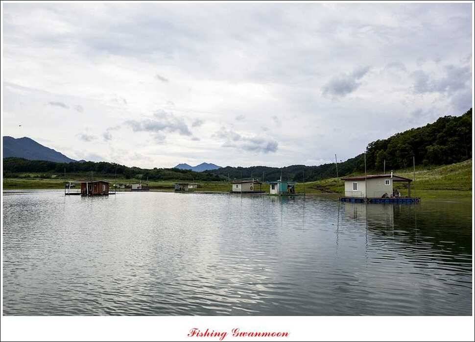 충주호 오름수위화곡지 조황 (조황조행기 - 특파원조황)