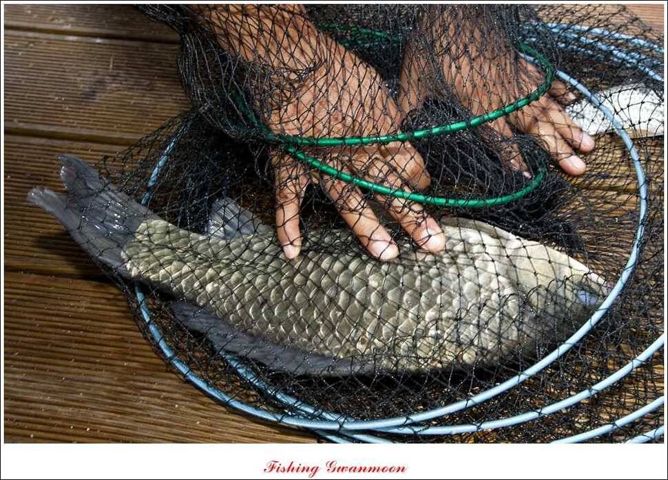신매 43 cm노지 사짜늘푸른 장어화곡지 사짜 (조황조행기 - 특파원조황)