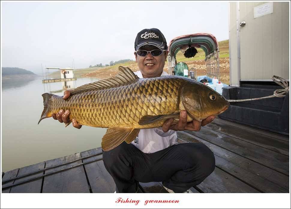한버들 435 cm칠성지 42 cm (조황조행기 - 특파원조황)