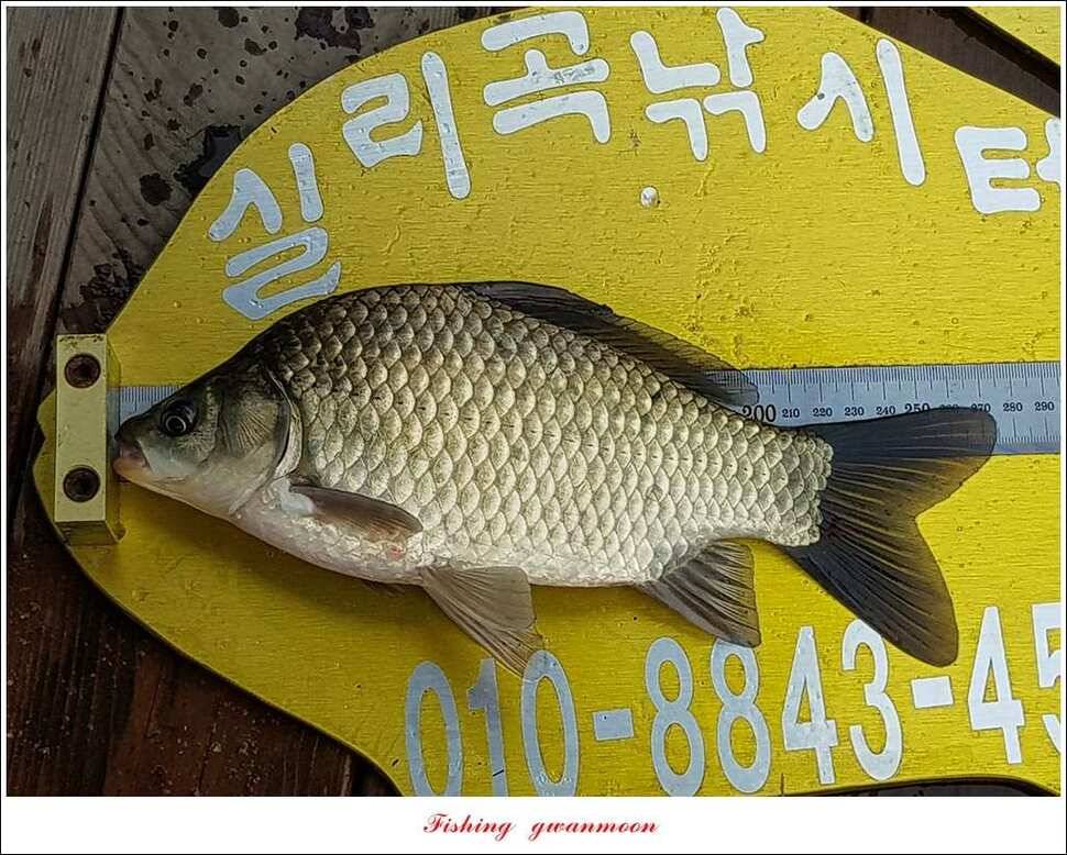 신매 42 cm 돌감 허리급한버들실리곡달천강 월척 조황 (조황조행기 - 특파원조황)