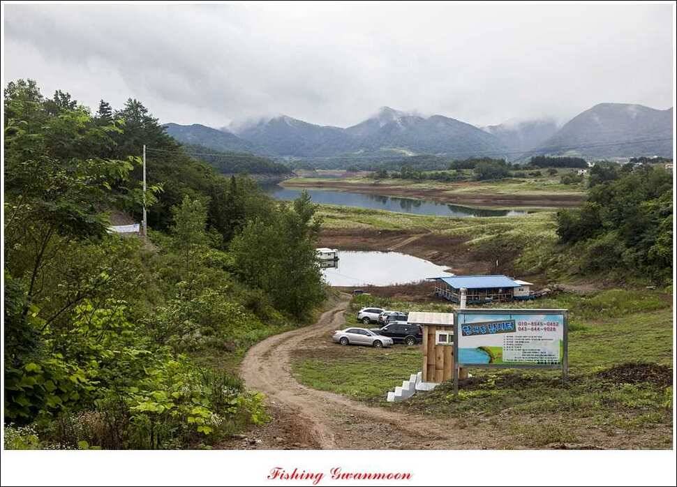 늘푸른 장어돌감 월척한버들 마릿수 조황 (조황조행기 - 특파원조황)