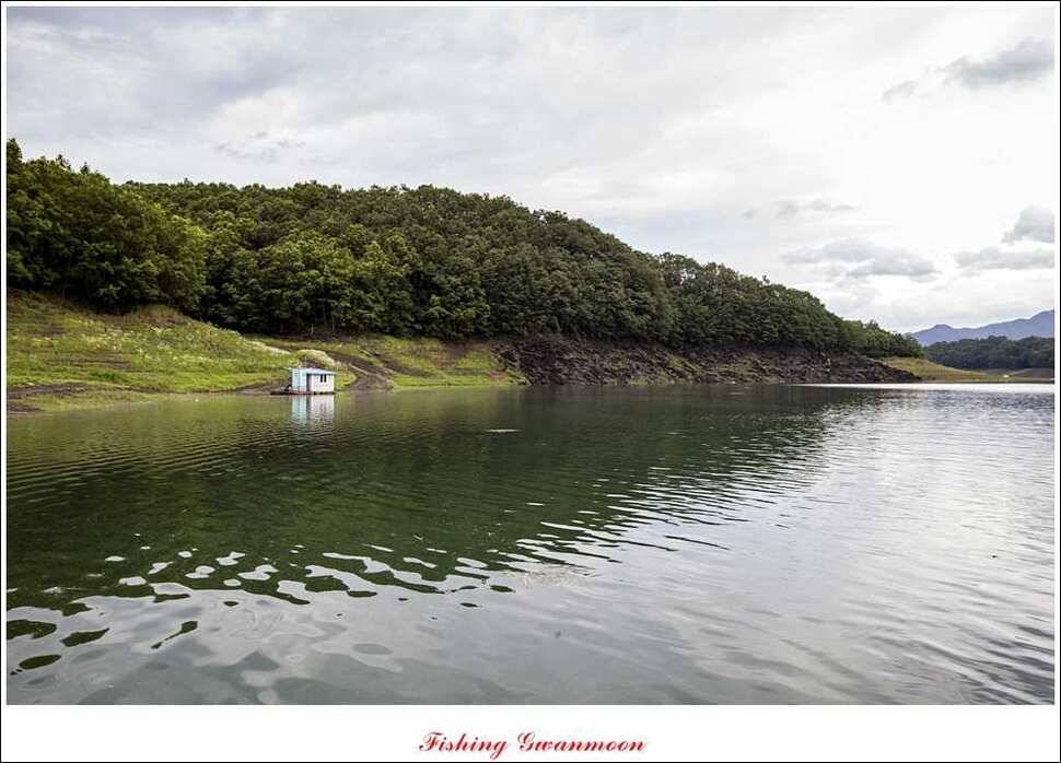 충주호 오름수위화곡지 조황 (조황조행기 - 특파원조황)