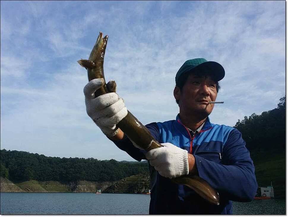 연론리 돌감 425cm병호 415cm늘푸른 키로장어소류지 사짜 (조황조행기 - 특파원조황)