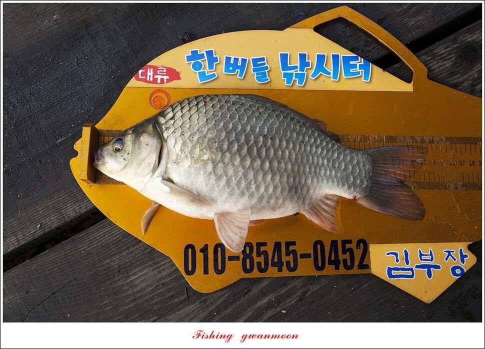 한버들 435 cm칠성지 42 cm (조황조행기 - 특파원조황)