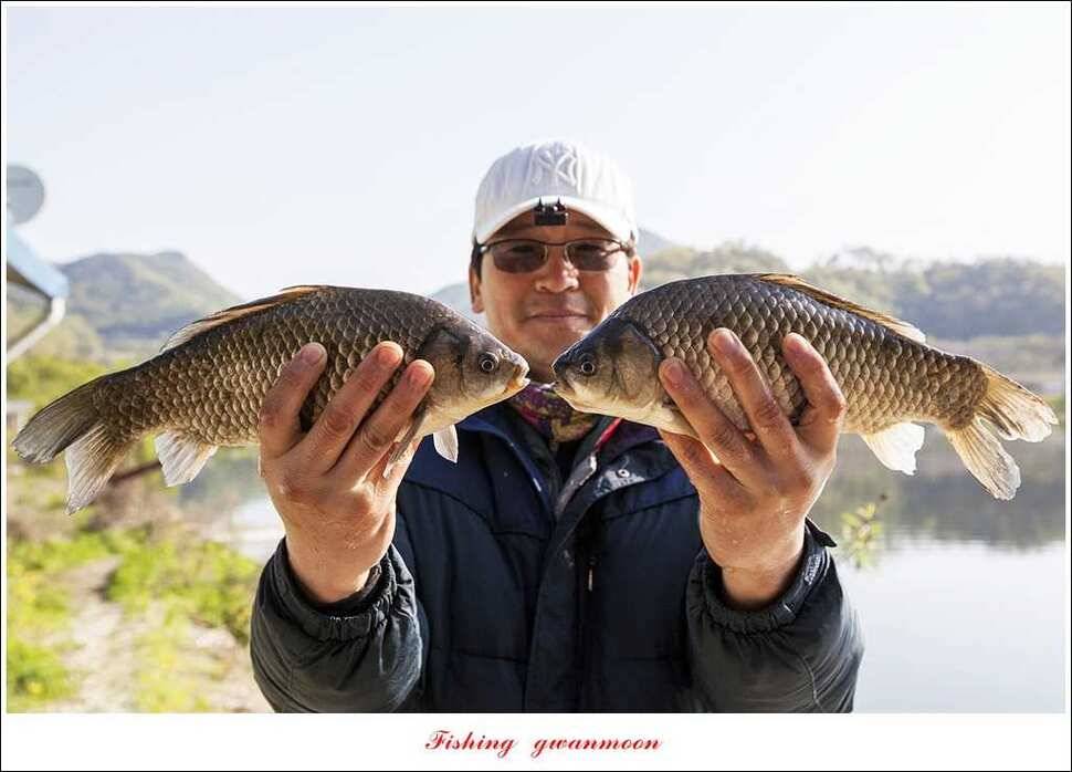 실리곡 39 cm33 cm 화곡지 마릿수 월척 (조황조행기 - 특파원조황)