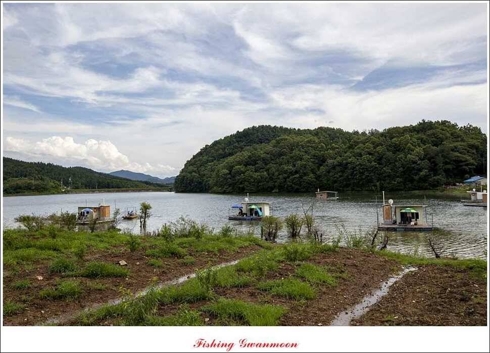 충주호 오름수위화곡지 조황 (조황조행기 - 특파원조황)