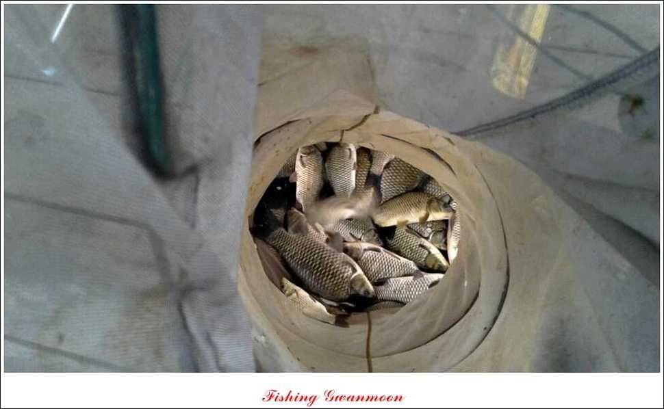 늘푸른 장어돌감 월척한버들 마릿수 조황 (조황조행기 - 특파원조황)