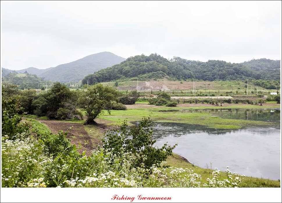 충주호 오름수위화곡지 조황 (조황조행기 - 특파원조황)