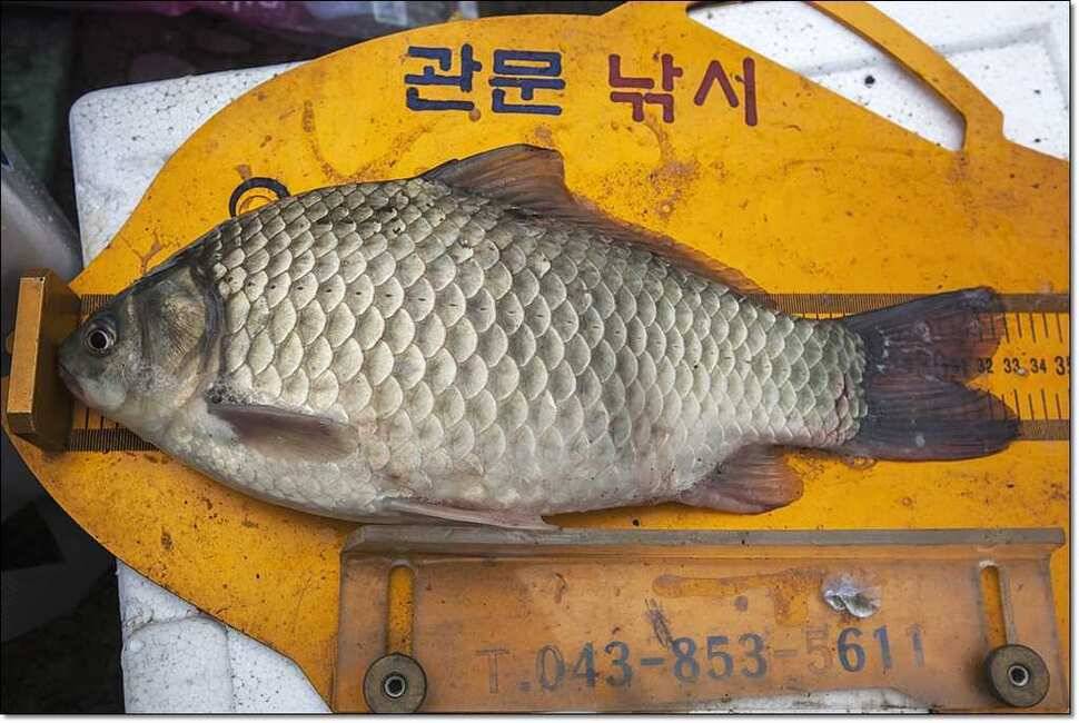 연론리 돌감 425cm병호 415cm늘푸른 키로장어소류지 사짜 (조황조행기 - 특파원조황)
