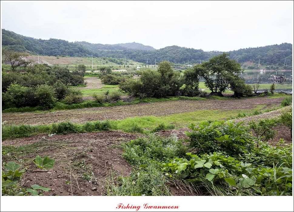 충주호 오름수위화곡지 조황 (조황조행기 - 특파원조황)