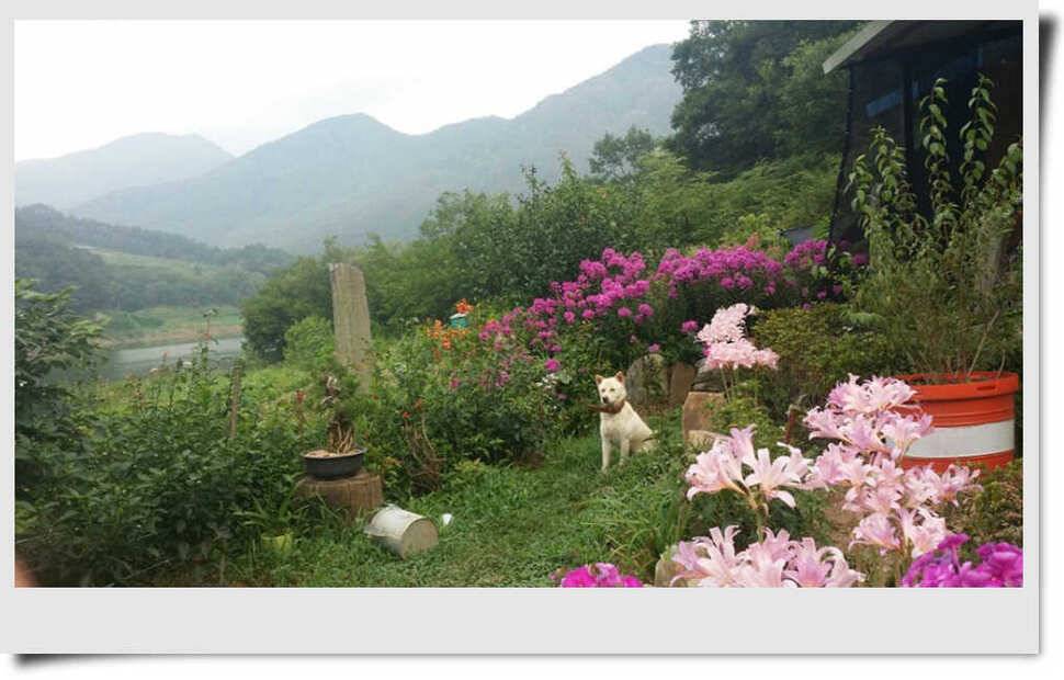 충주호 명서 4짜붕어 목벌 대물장어 (조황조행기 - 특파원조황)