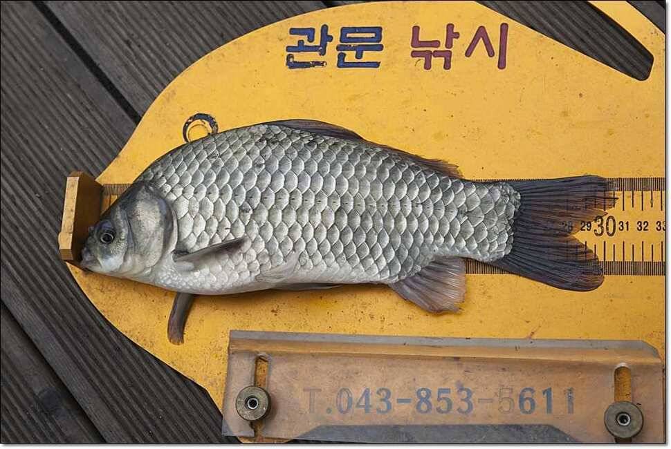 덕곡 사짜한버들신매 월척 (조황조행기 - 특파원조황)