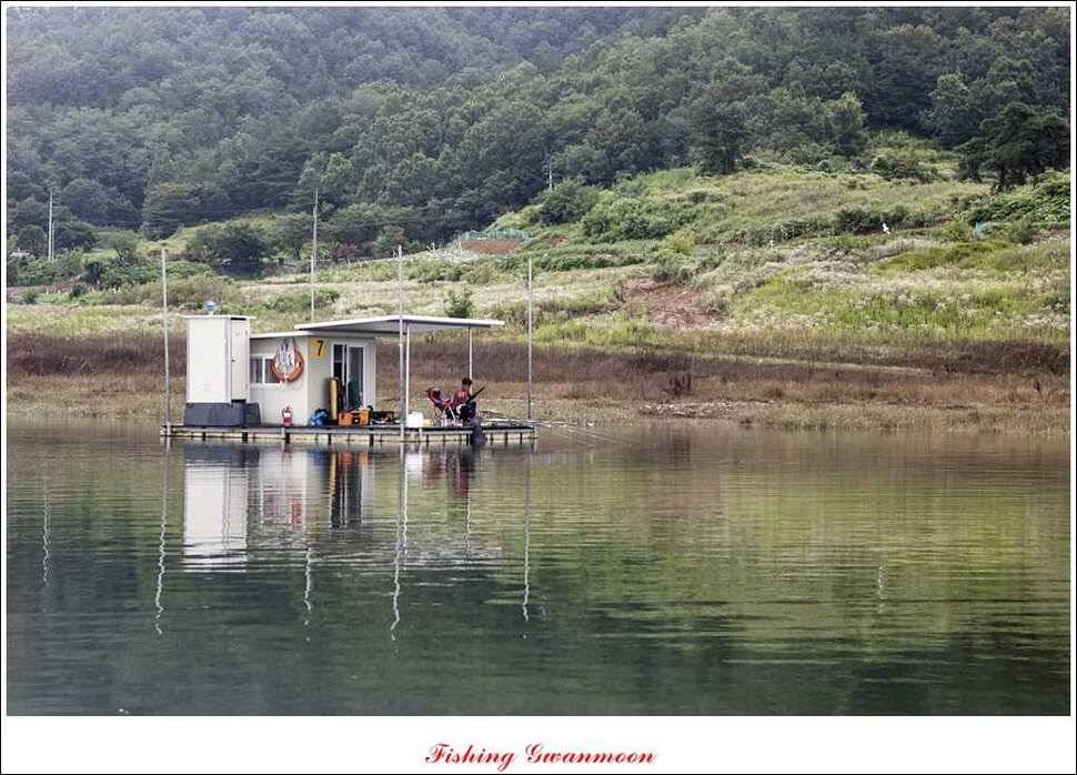 늘푸른 장어돌감 월척한버들 마릿수 조황 (조황조행기 - 특파원조황)