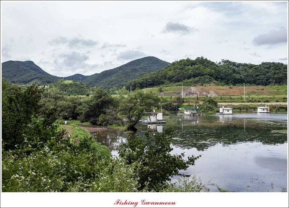 충주호 오름수위화곡지 조황 (조황조행기 - 특파원조황)