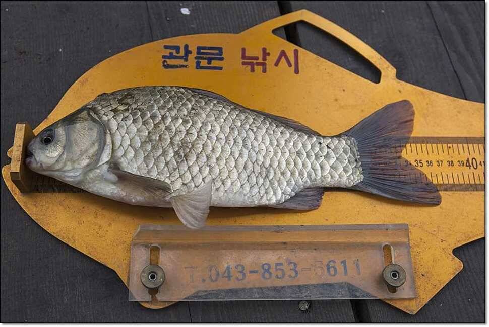 덕곡 사짜한버들신매 월척 (조황조행기 - 특파원조황)