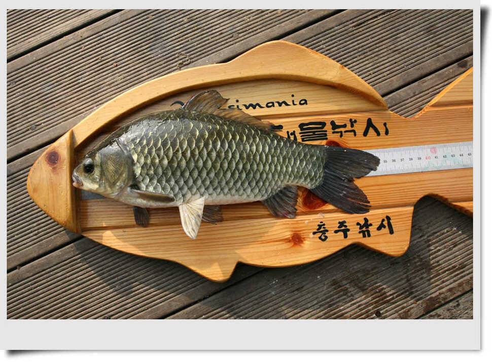 충주호 명서 4짜붕어 목벌 대물장어 (조황조행기 - 특파원조황)
