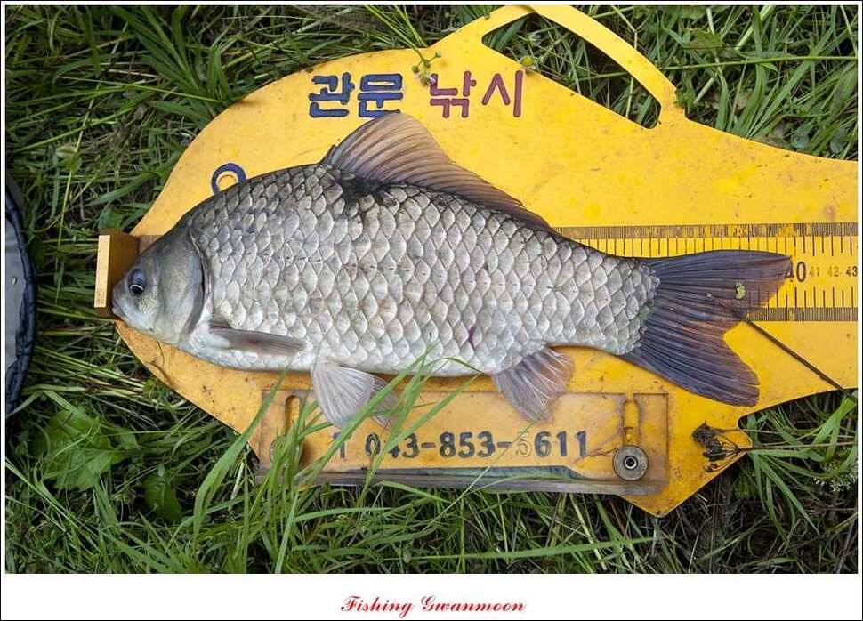 신매 43 cm노지 사짜늘푸른 장어화곡지 사짜 (조황조행기 - 특파원조황)
