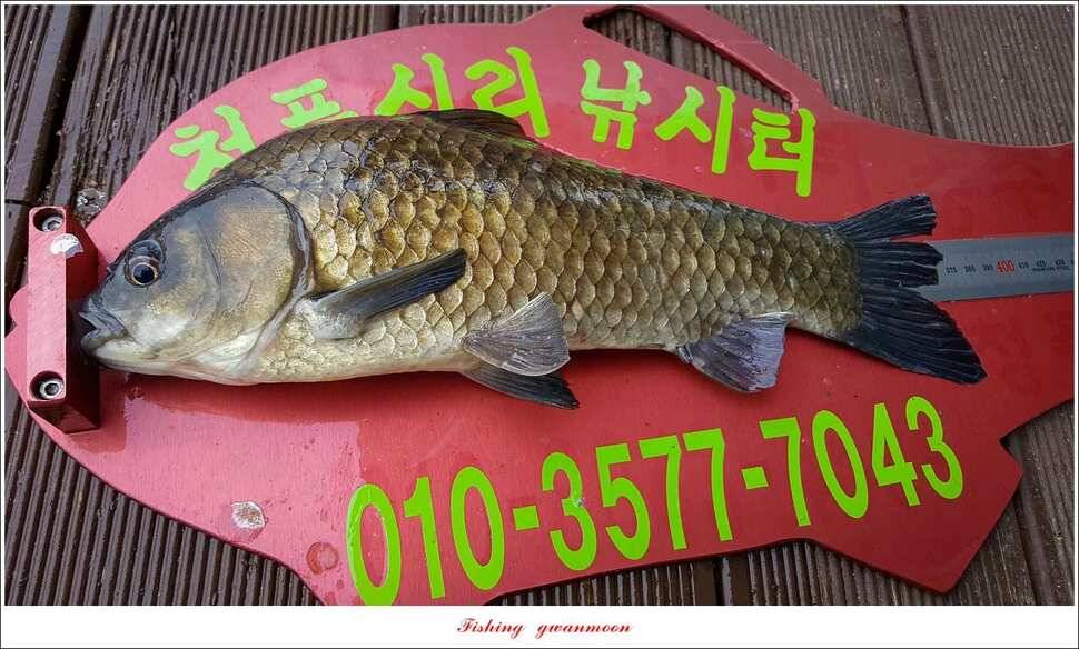 신매 42 cm 외 충주호 조황 (조황조행기 - 특파원조황)