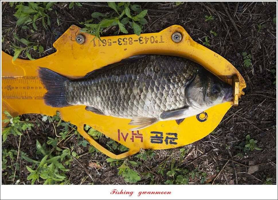 한버들 435 cm칠성지 42 cm (조황조행기 - 특파원조황)