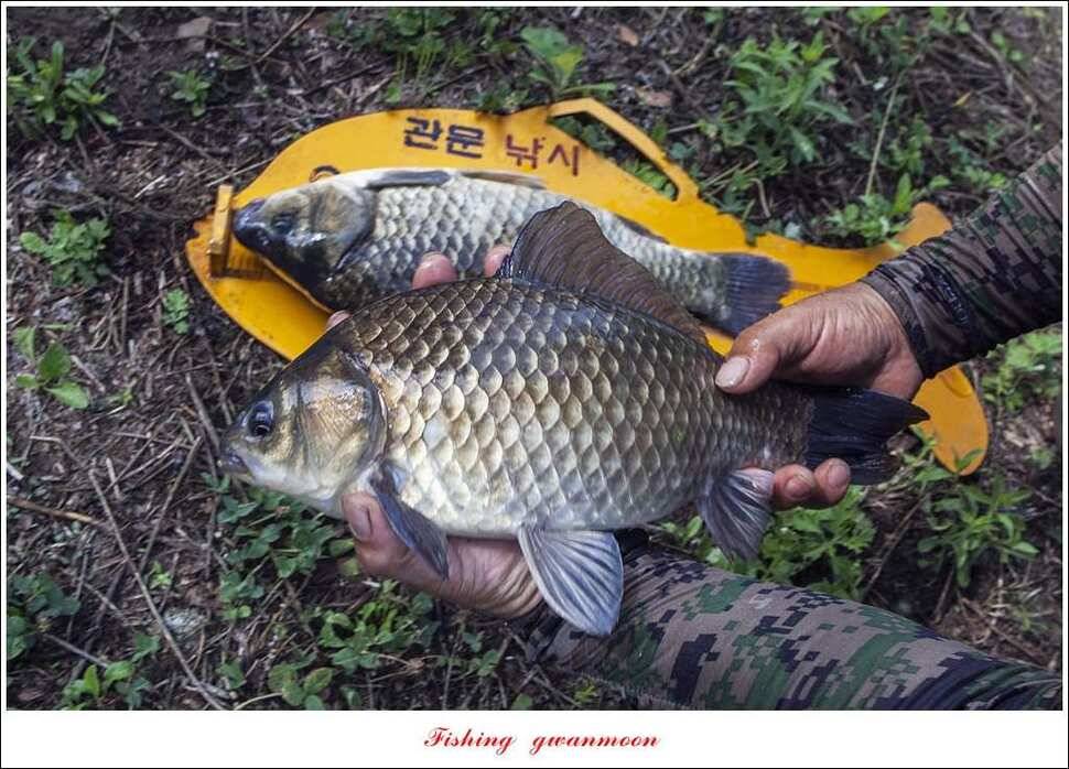 한버들 435 cm칠성지 42 cm (조황조행기 - 특파원조황)