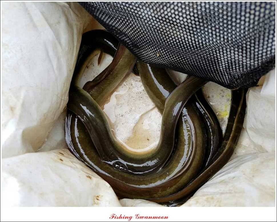 신매 43 cm노지 사짜늘푸른 장어화곡지 사짜 (조황조행기 - 특파원조황)